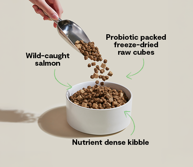 Open Farm GoodGut Wild-Caught Salmon Recipe Gut Health Dog Food