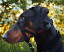 Halti OptiFit Dog Headcollar - Large