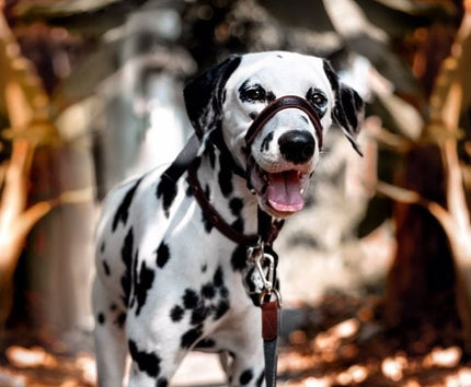 Halti OptiFit Dog Headcollar - Medium