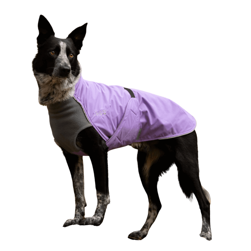 Chilly Dogs - Alpine Blazer 3-Season - Broad & Burly