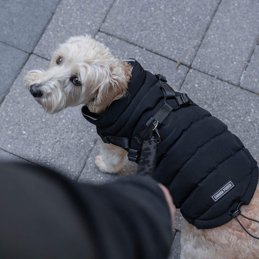 Canada Pooch Dog Harness Puffer 