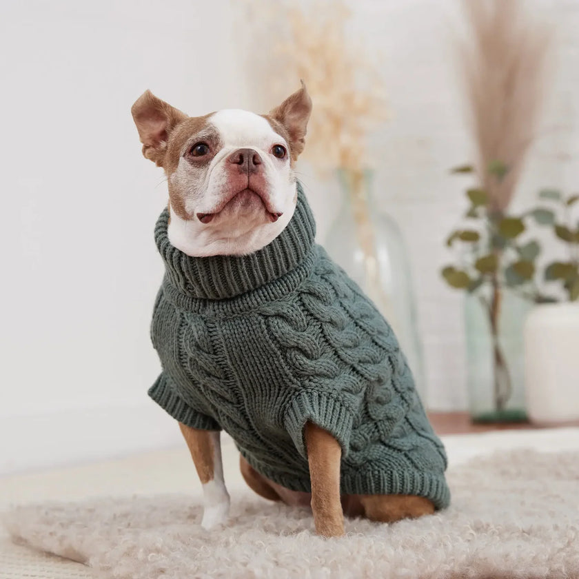 Dog  sitting wearing a cozy, chunky cable knit sweater by GF PET® with a high turtleneck and ribbed armholes