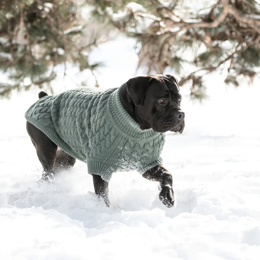 Dog outside in snow wearing a cozy, chunky cable knit sweater by GF PET® with a high turtleneck and ribbed armholes