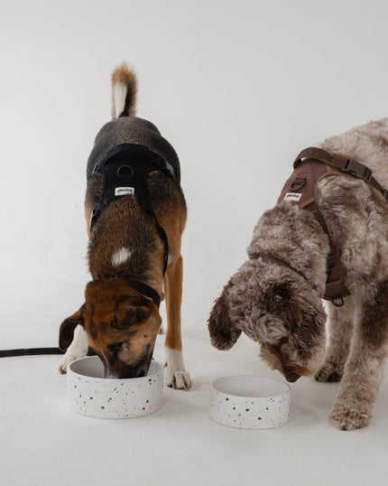 Dexypaws - Ceramic Dog Bowl - 
