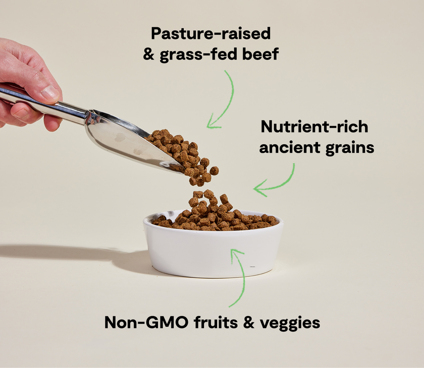 Open Farm Grass-Fed Beef & Ancient Grains Dry Dog Food (22lb)