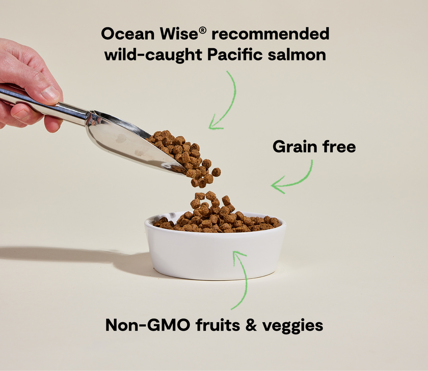Open Farm Wild-Caught Salmon Grain-Free Dry Dog Food - High-Protein Ocean-Caught Recipe - 4lb