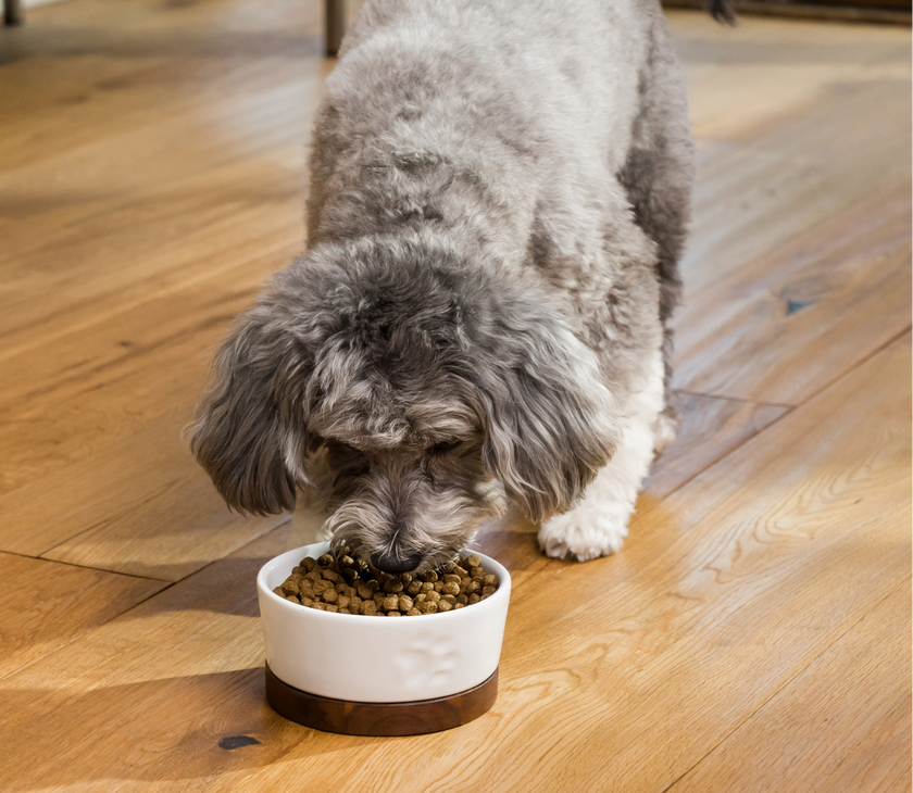Open Farm Senior Grain-Free Dry Dog Food for Senior Dogs - High-Protein Chicken & Turkey Recipe - 4lb
