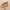 Canophera – Natural Desire To Chew – Dog Chew Stick Made of Olive Tree Wood – X-Small