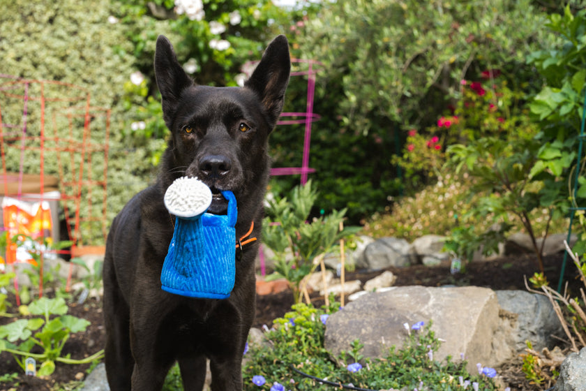 Pet P.L.A.Y. - Blooming Buddies Wagging Watering Can