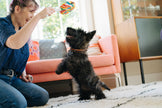 Pet P.L.A.Y. - Plush Snack Attack Lollipup