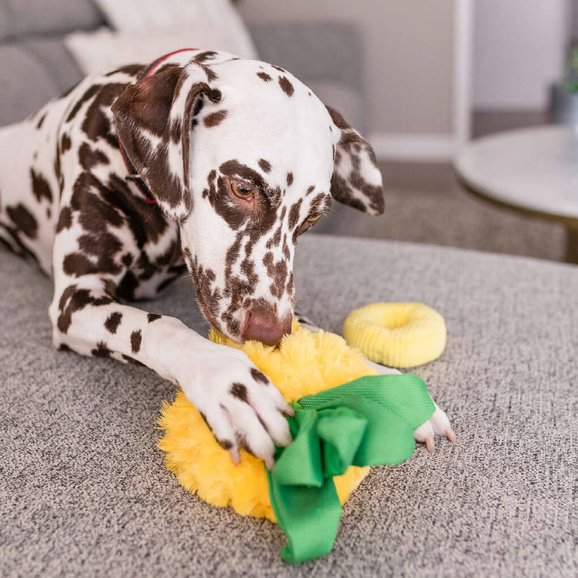 PET PLAY Tropical Paradise Collection – Paws Up Pineapple