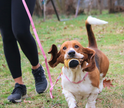 Bamboo Zoom Eco-Friendly Bamboo Leash - Pink