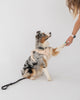 No-Pull Dog Harness