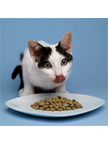 Forza 10 Active Kidney Renal Care - Dry Cat Food - Fish Recipe - 3.3lb