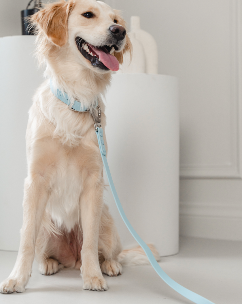 Dexypaws - Waterproof Dog Collar - Sky Blue