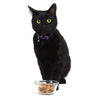 Smack Dehydrated Cat Food - Purrfect Pork