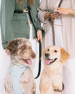 Dexypaws Hands Free Waterproof Dog Leash 6 ft - Black