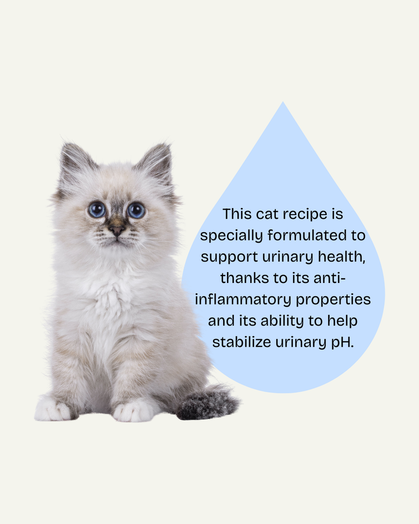 Oven-Baked Tradition Nature’s Code Urinary Tract Support Dry Cat Food - Chicken Recipe - 5lb