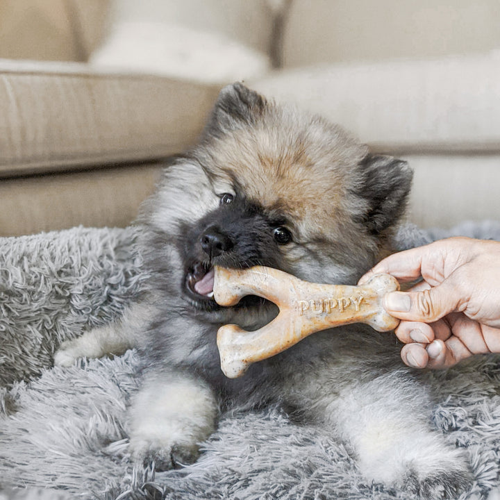 Puppy Wishbone - Bacon Flavour