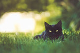 Cat Grass Medley Self-Grow Kit