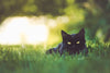 Cat Grass Medley Self-Grow Kit