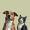 Pets being cute 