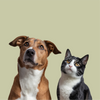 Pets being cute 