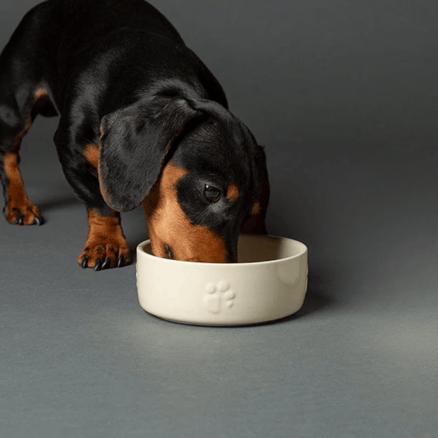 Scruffs Icon Food Bowl - 6