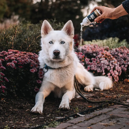 Legendary Canine Dry Shampoo - Lavender