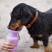 Springer 22oz - Travel Bottle - Lilac