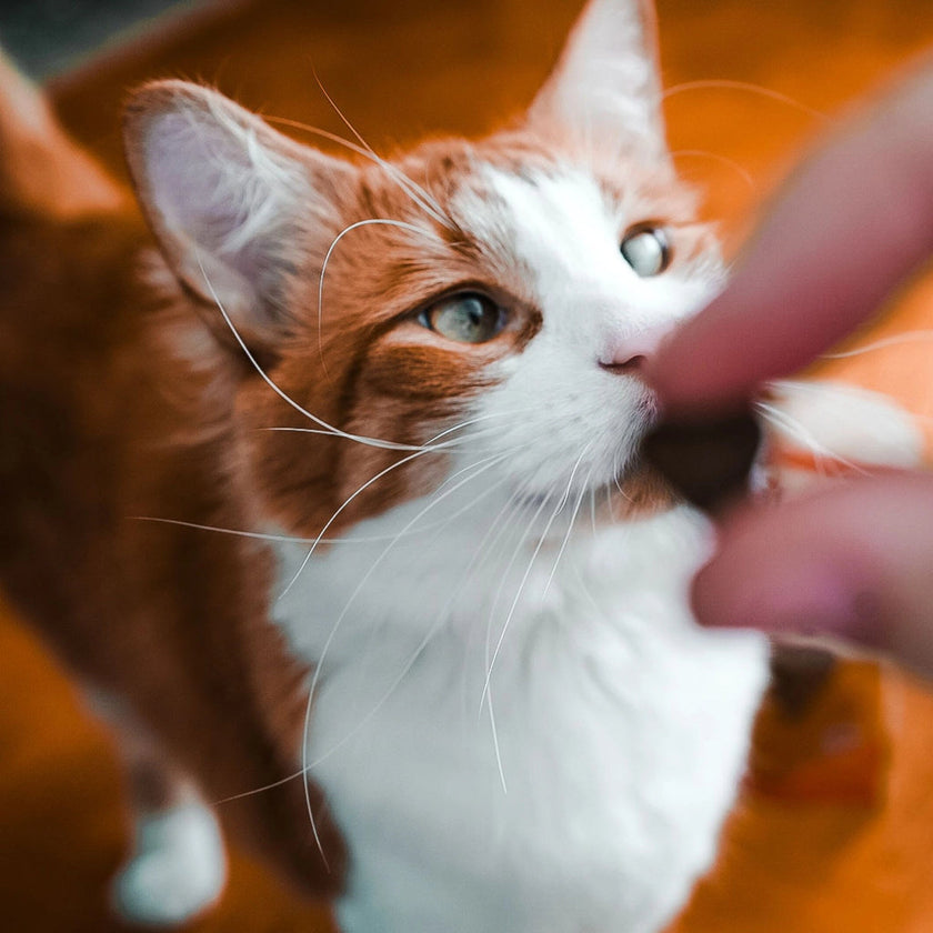 FirstMate Cat Treats - Tiny Fish 3oz