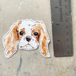 King Charles Spaniel Sticker