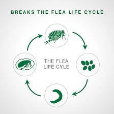 Life Cycle of Fleas