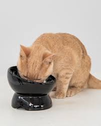 Dexypaws Raised Ceramic Cat Bowl - Black - 7oz