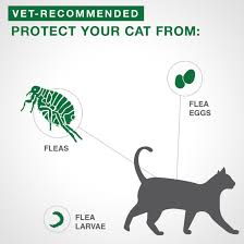 Vet Recommended Flea Protection