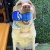 Bark & Beverage - Pet Light