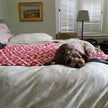 Tall Tails - Red Bone Blanket Small - Red & Cream (20