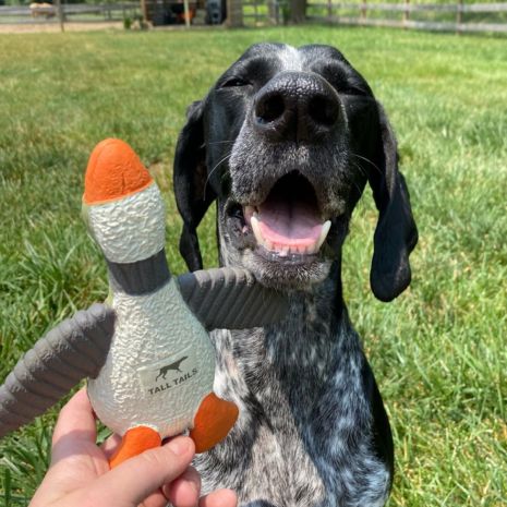 Latex Duck with Squeaker Toy - 7