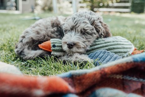 Plush Duck Squeaker Toy - 12