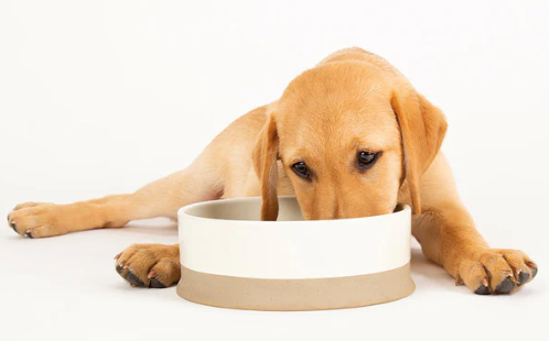 Scandi Non-Tip Pet Bowl - Cream - 1.3L (20cm/8in)