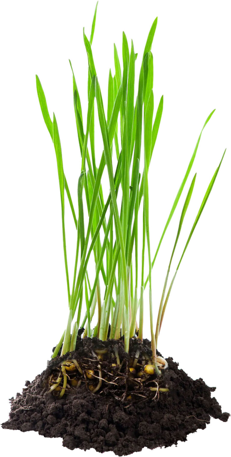 Cat Grass Medley Self-Grow Kit