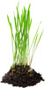 Cat Grass Medley Self-Grow Kit