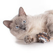 Hauspanther Stacks Cat Toys (2pk) - Neutral