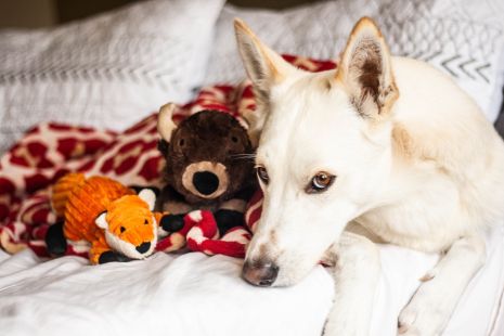 Plush Fox Squeaker Toy - 12