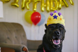 Party Time Canine Crown