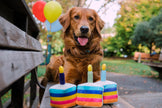 Party Time Bone-appetite Cake