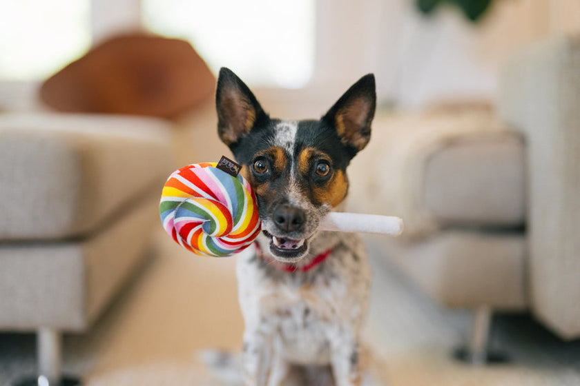 Pet P.L.A.Y. - Plush Snack Attack Lollipup