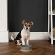 Scandi Non-Tip Pet Bowl - Grey - 0.4L (14cm/5.5in)